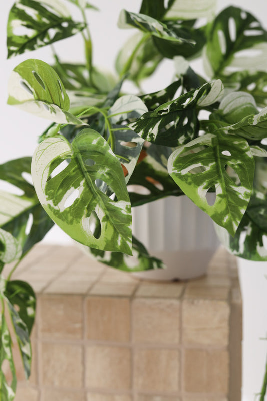 Cascading Monsteria in Pot