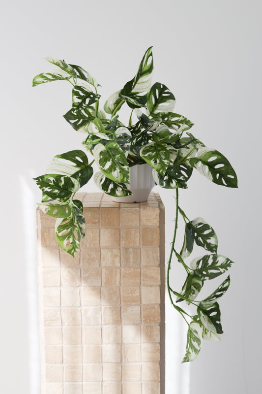 Cascading Monsteria in Pot