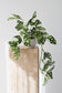 Cascading Monsteria in Pot